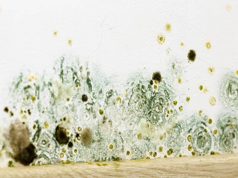 How To Treat A Mold Problem After A Water Leak